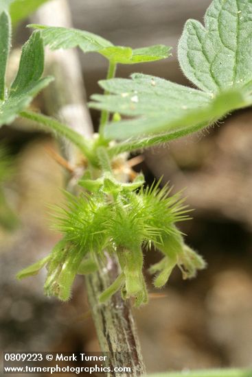 Ground Gooseberry immature fruit