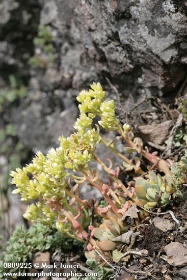 Broadleaf Stonecrop (Pacific Sedum)