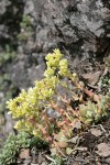 Broadleaf Stonecrop (Pacific Sedum)