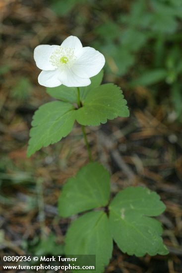 Columbia Windflower