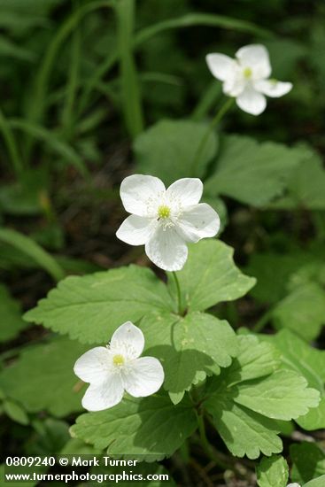 Columbia Windflowers