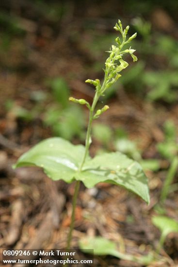 Northwestern Twayblade