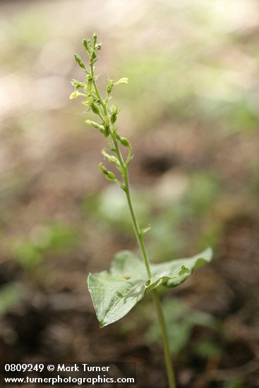 Northwestern Twayblade