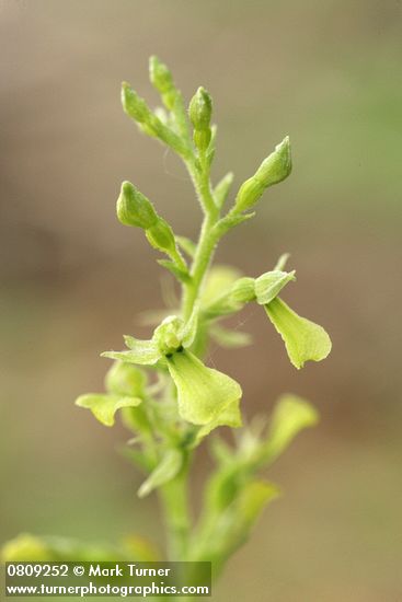 Northwestern Twayblade blossoms detail