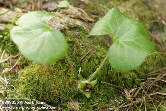 Green-flowered Wild Ginger