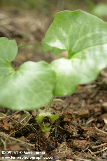 Green-flowered Wild Ginger