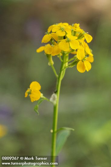 Rough Wallflower blossoms