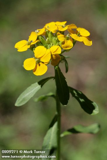 Rough Wallflower blossoms