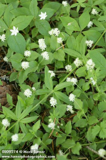 Whipplevine (Yerba de Selva)