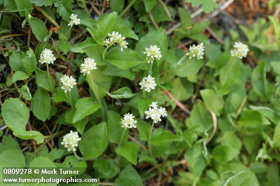 Whipplevine (Yerba de Selva)