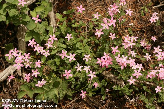 Woodland Phlox