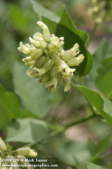 California Tea blossoms detail