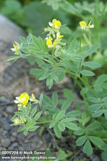 Streambank Bird's-foot Trefoil