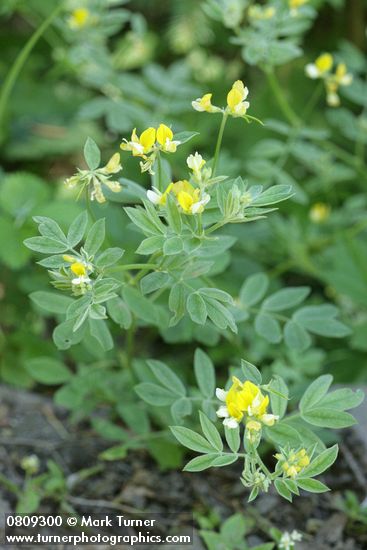 Streambank Bird's-foot Trefoil