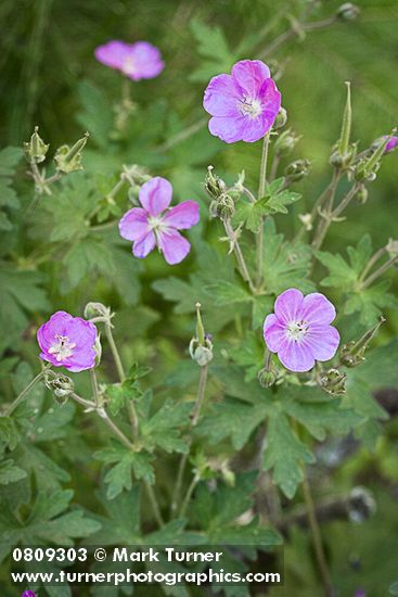 Oregon Geranium