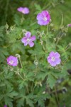Oregon Geranium
