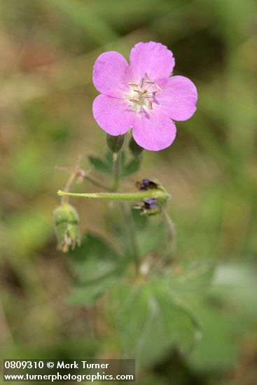Oregon Geranium