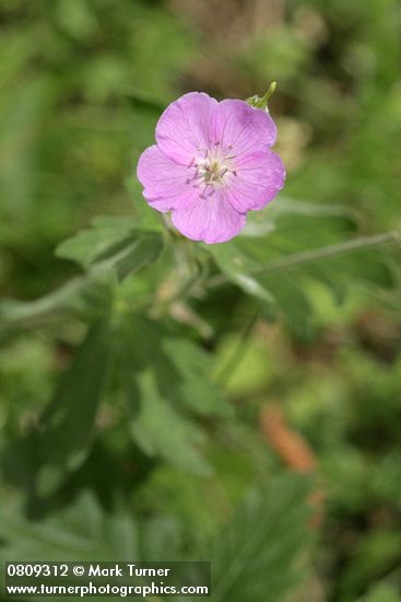 Oregon Geranium