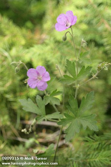 Oregon Geranium