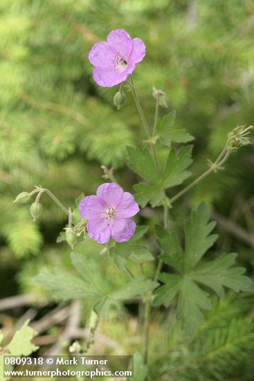 Oregon Geranium
