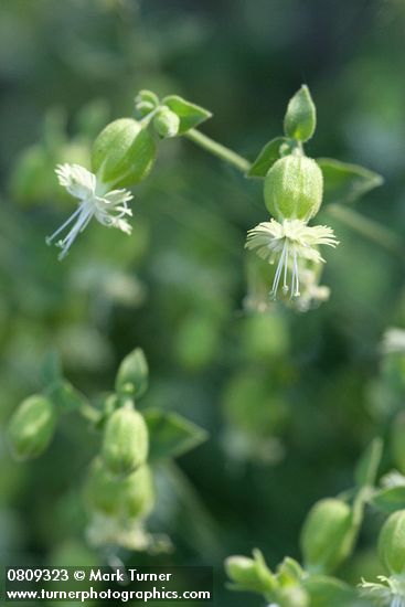 Bell Catchfly blossoms