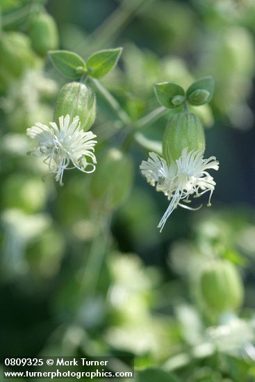 Bell Catchfly blossoms detail