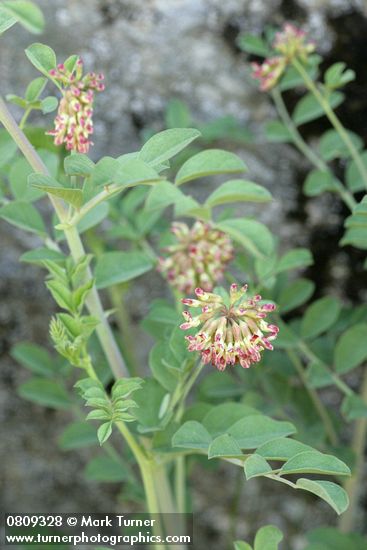 Big Deervetch blossoms & foliage