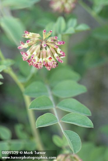 Big Deervetch blossoms & foliage