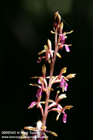 Western Coralroot blossoms