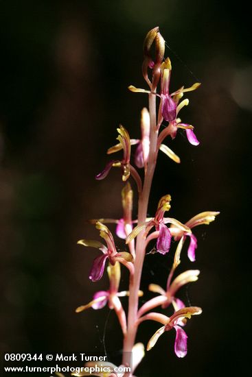 Western Coralroot blossoms