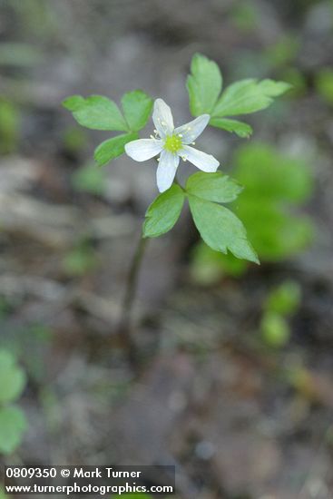 Western Wood Anemone