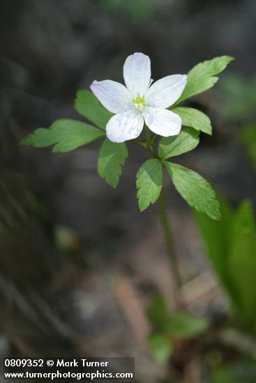 Western Wood Anemone