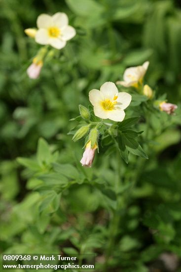 Salmon Polemonium