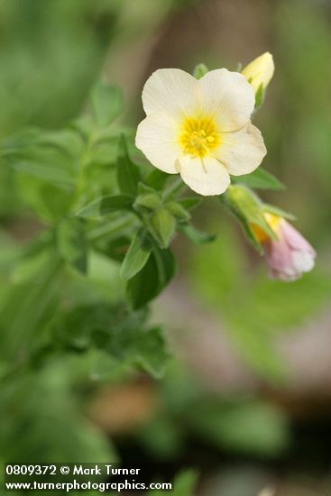 Salmon Polemonium