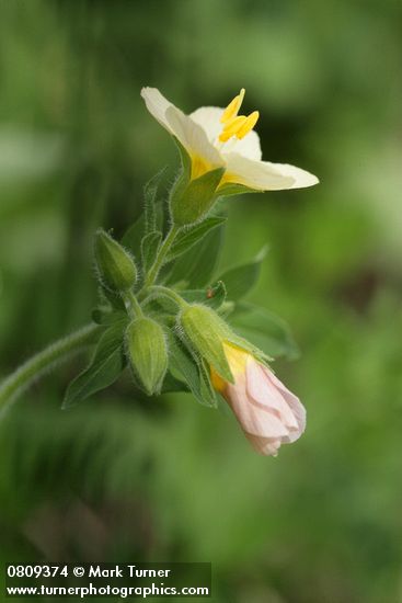 Salmon Polemonium blossom & bud detail