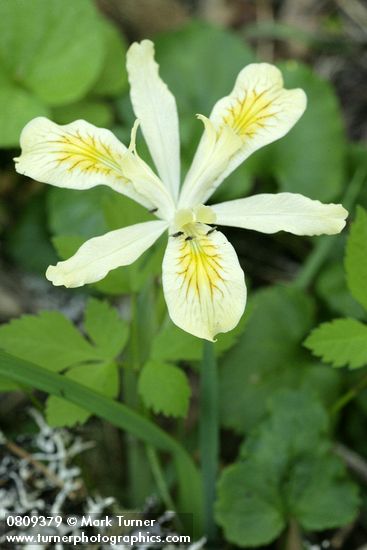 Yellowleaf Iris