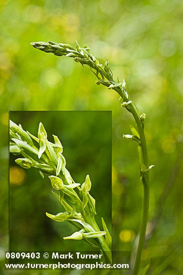 Few-flowered Bog Orchid