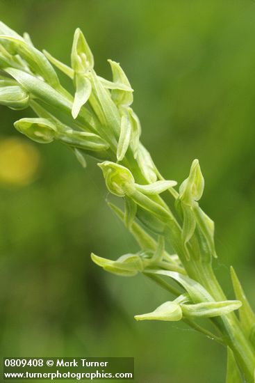 Few-flowered Bog Orchid blossoms