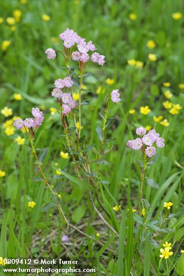Western Bog Laurel