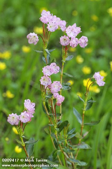 Western Bog Laurel