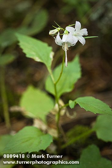 Scouler's Harebell