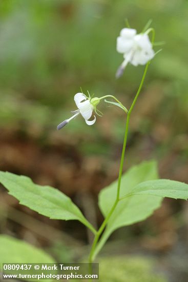 Scouler's Harebell