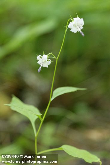Scouler's Harebell