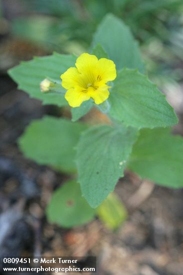 Musk Monkeyflower