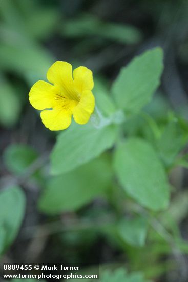 Musk Monkeyflower