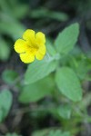 Musk Monkeyflower