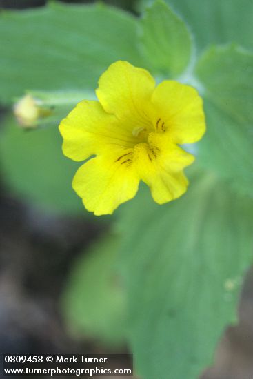 Musk Monkeyflower blossom detail
