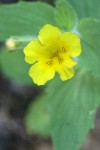 Musk Monkeyflower blossom detail