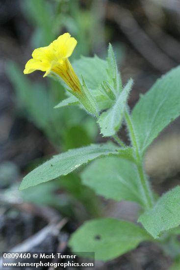 Musk Monkeyflower blossom detail