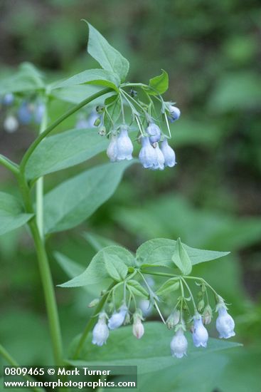 Tall Bluebells blossoms & foliage